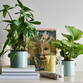 Nordfyn_-_Calathea_Species__1_.jpg
