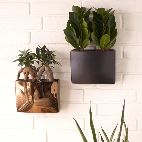 Image of Zamioculcas zamiifolia