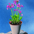 Image of Primula rosea