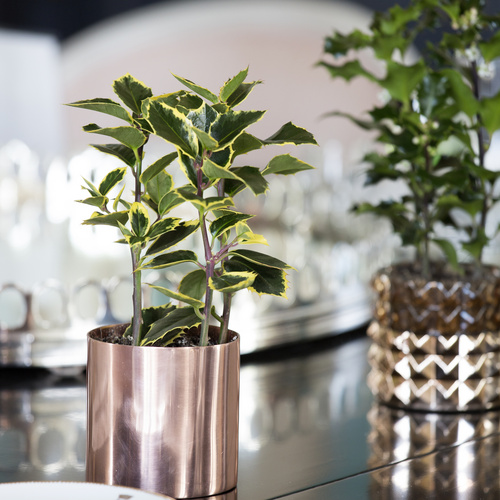 Ilex aquifolium Ilex Aquifoliaceae (10636)