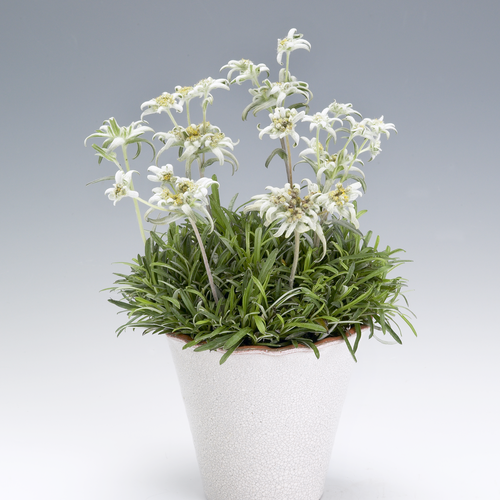 Image of Leontopodium alpinum