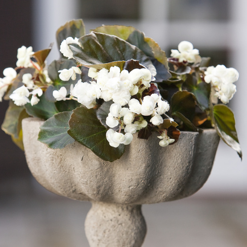 Image of Begonia semperflorens hybrid