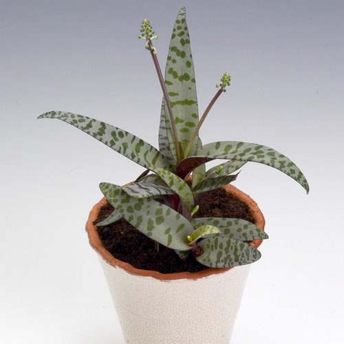 Ledebouria socialis Image of Ledebouria socialis