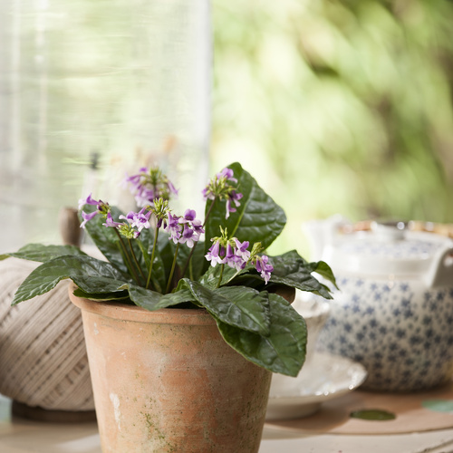 Image of Tetranema roseum