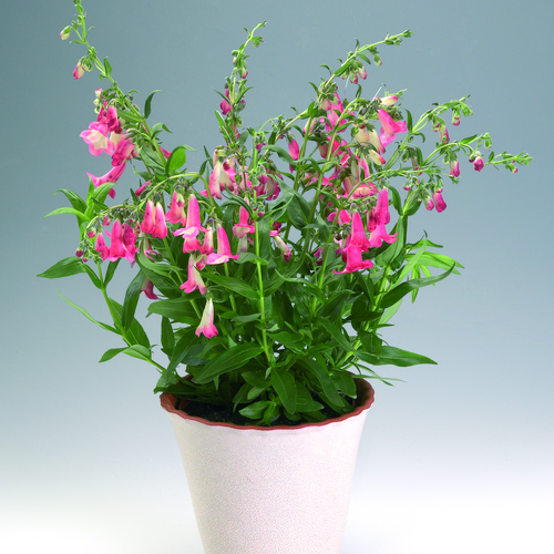 Penstemon Scrophulariaceae (12389)