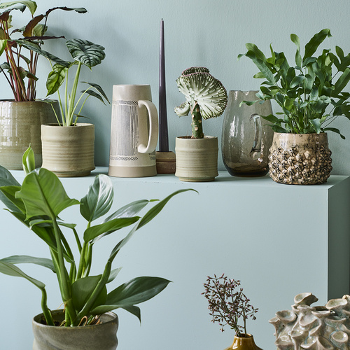 Image of Philodendron tuxtlanum