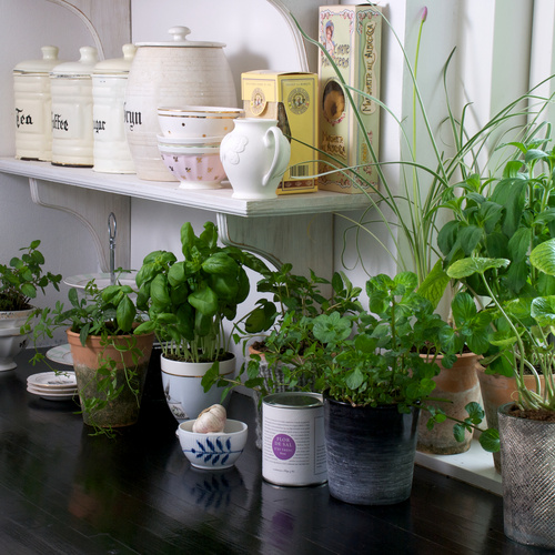 Image of Tulbaghia violaceae