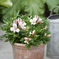 Image of Alstroemeria hybrid