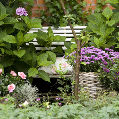 Aster Compositae (6835)