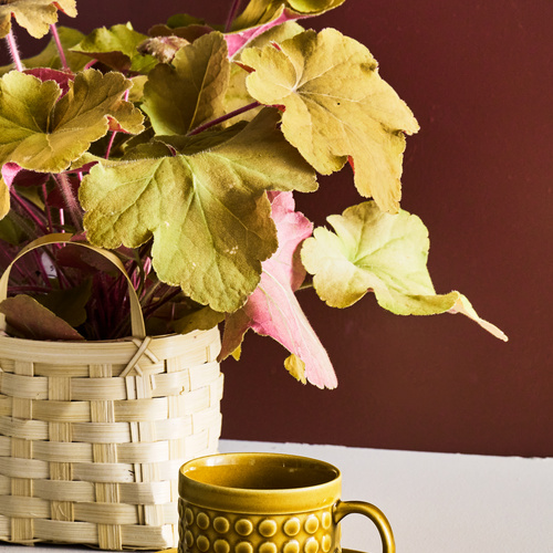 Broloekke_-_Heuchera__5_.jpg