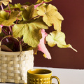 Broloekke_-_Heuchera__5_.jpg