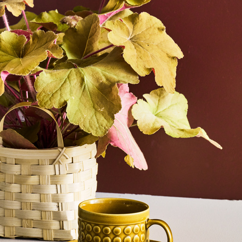 Heuchera Saxifragaceae (442019)