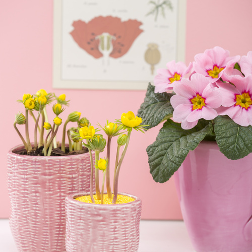 Primula Primulaceae (13065)