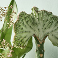 Image of Euphorbia lactea