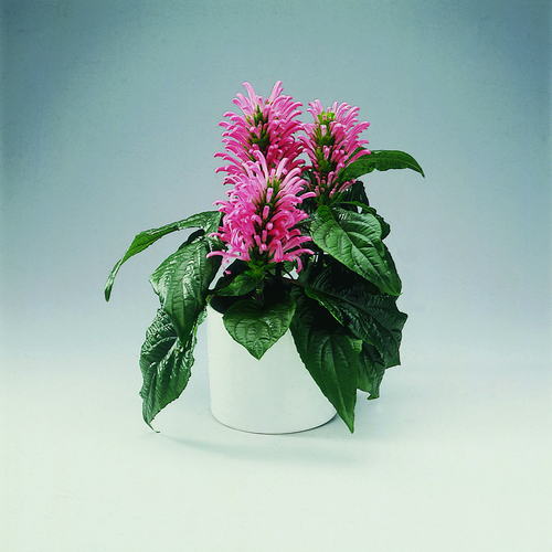 Image of Jacobinia carnea