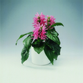 Image of Jacobinia carnea