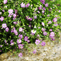 Image of Gypsophila muralis