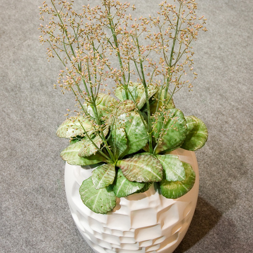 Kalanchoe Crasulaceae (11297)