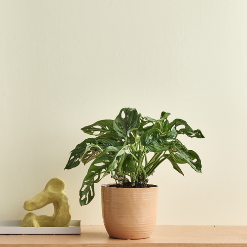 Monstera Araceae (420681)