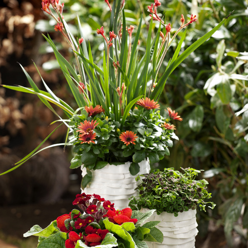 Image of Anigozanthos hybrid