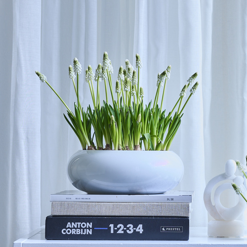 Image of Muscari botryoides