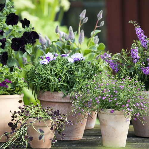 Image of Dianthus chinensis