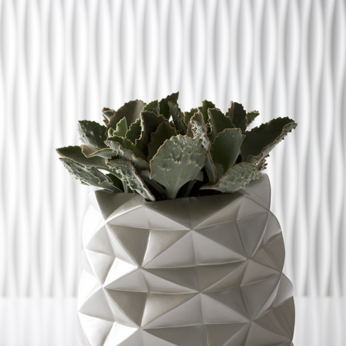 Image of Kalanchoe beharensis