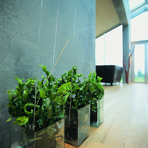 Image of Microsorum scolopendrium