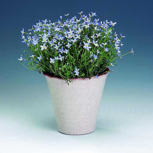 Image of Houstonia caerulea