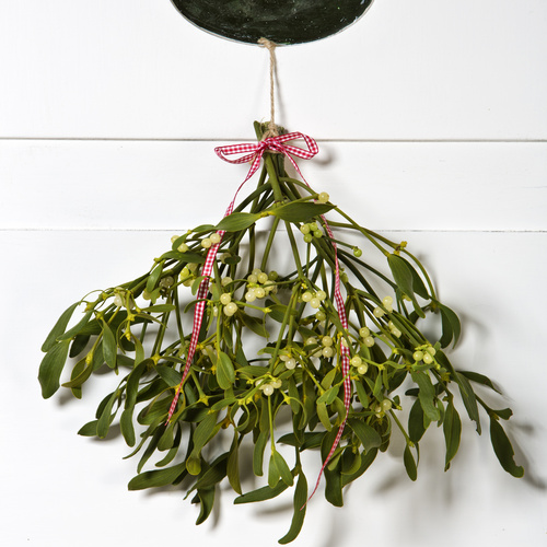 Image of Viscum album