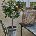 Image of Lantana camara-hybrid