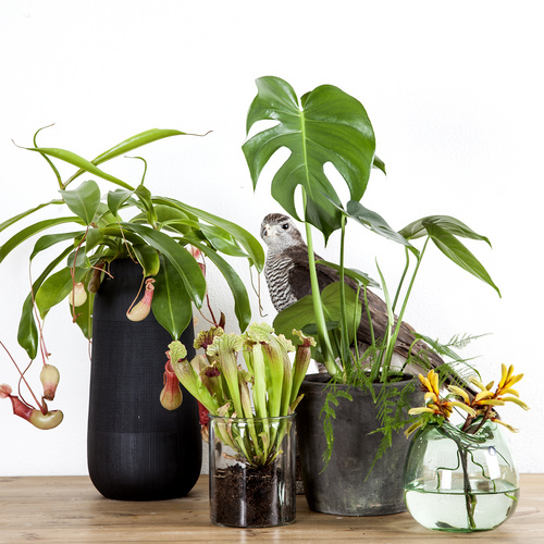 Stillleben Nepewnthes alata Sarracenia Monstera Nepenthes Nepenthaceae (31720)