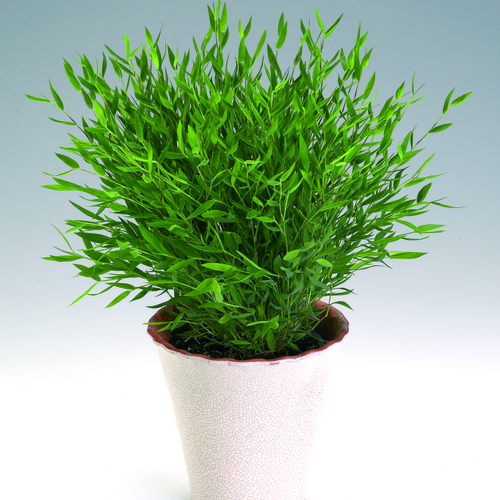 pogonatherum paniceum Pogonatherum Gramineae (12887)