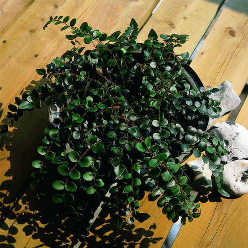 3052-pellae rotu Pellaea Sinopteridaceae (12383)