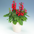 Image of Salvia coccinea
