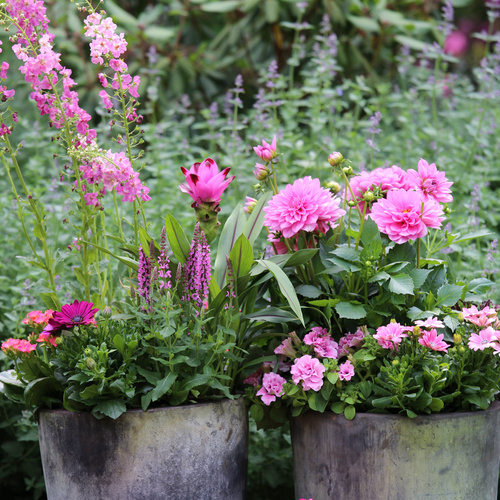 Dahlia Osteospermum Salvia Curcuma Petunia Kalanchoe Verbena Ipomoea Curcuma Zingiberaceae (64638)