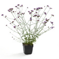 Image of Verbena bonariensis