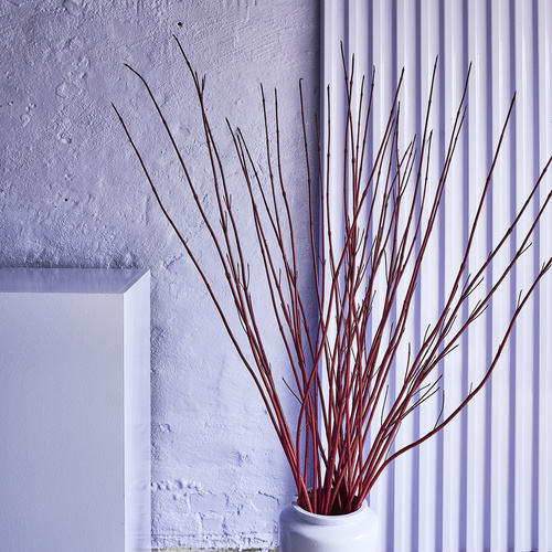 Image of Cornus sanguinea