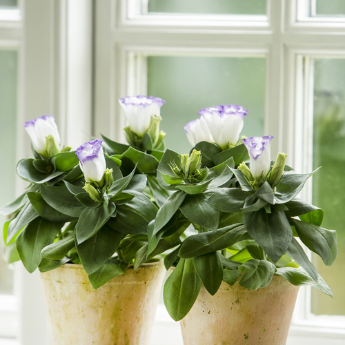 Eustoma Gentianaceae (9486)