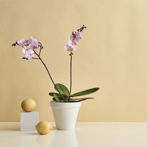Phalaenopsis Orchidaceae (419691)
