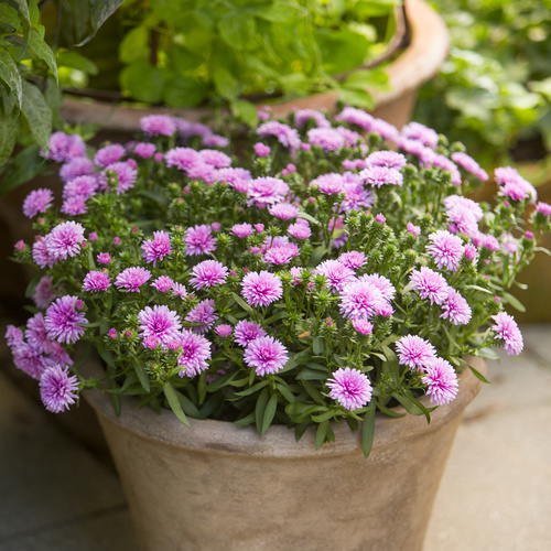 Aster Compositae (6834)
