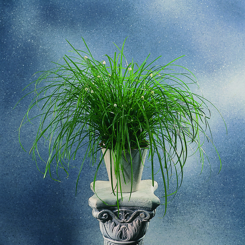 Image of Kyllinga alba