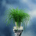327acyperus_kyllinga_alba.tif
