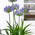 Agapanthus-5 Image of Agapanthus praecox