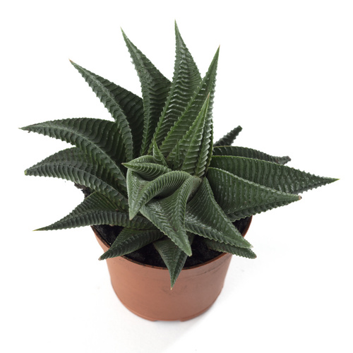 Haworthia Asphodelaceae  (9920)