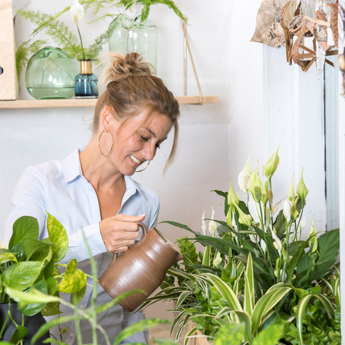 Spathiphyllum Araceae (65226)