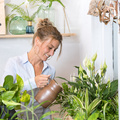 Spathiphyllum_wallisii_-_luftrensere.jpg