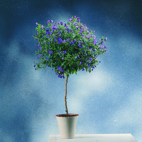 Image of Solanum rantonnetii