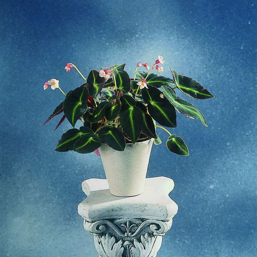 Image of Begonia listada