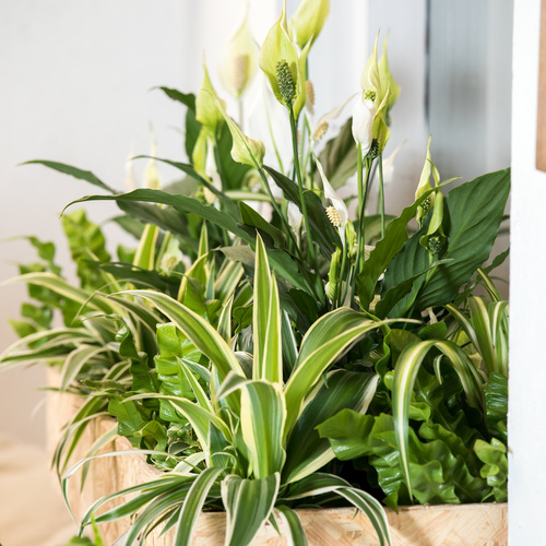 Chlorophytum comosum luftrensere 4 1 Chlorophytum Liliaceae (65196)